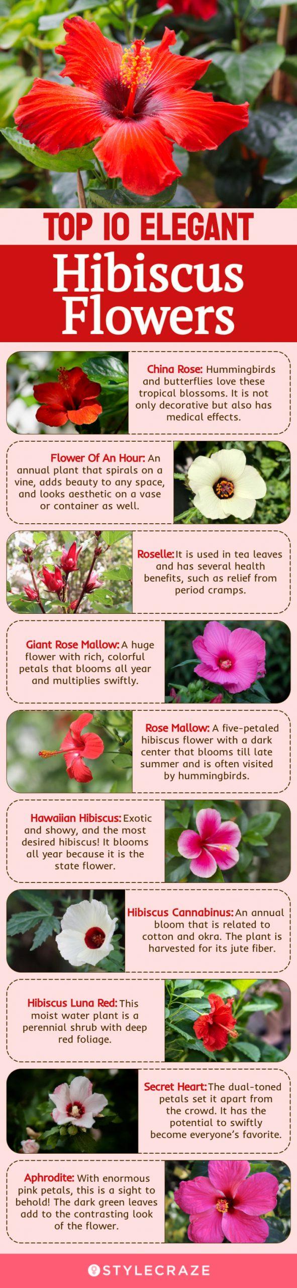 Top Secret of Getting Flowers Everyday From HIBISCUS 