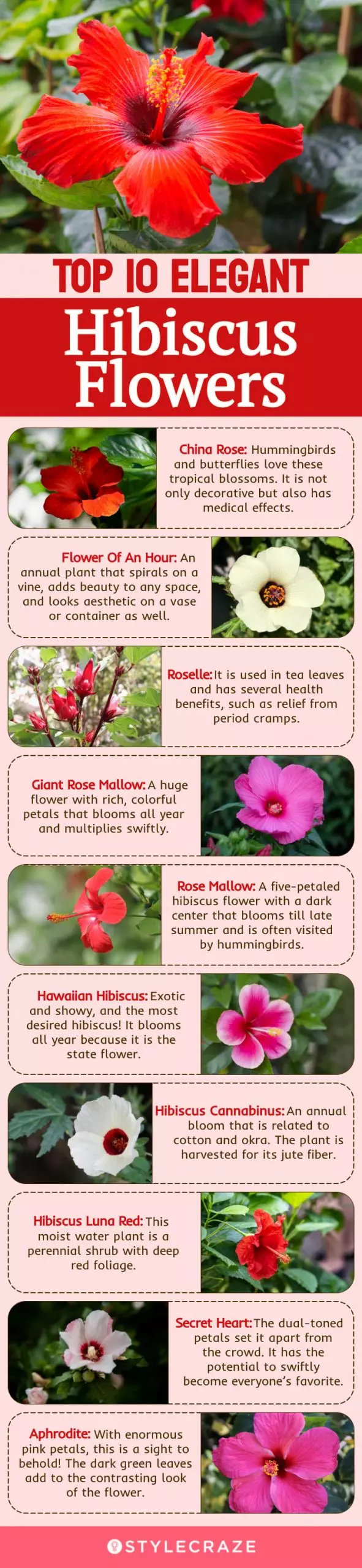 top 10 elegant hibiscus flowers (infographic)