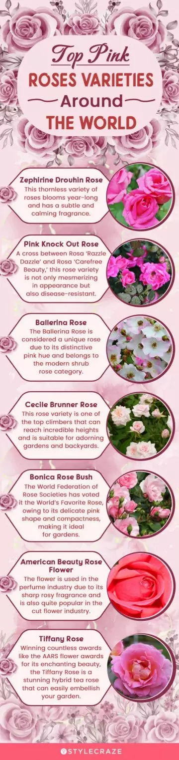 top pink roses varieties around the world (infographic)
