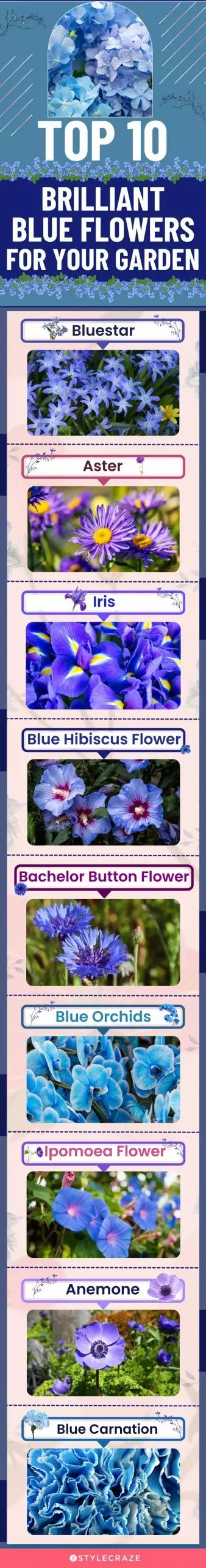top 10 brilliant blue beautiful flowers for your garden (infographic)