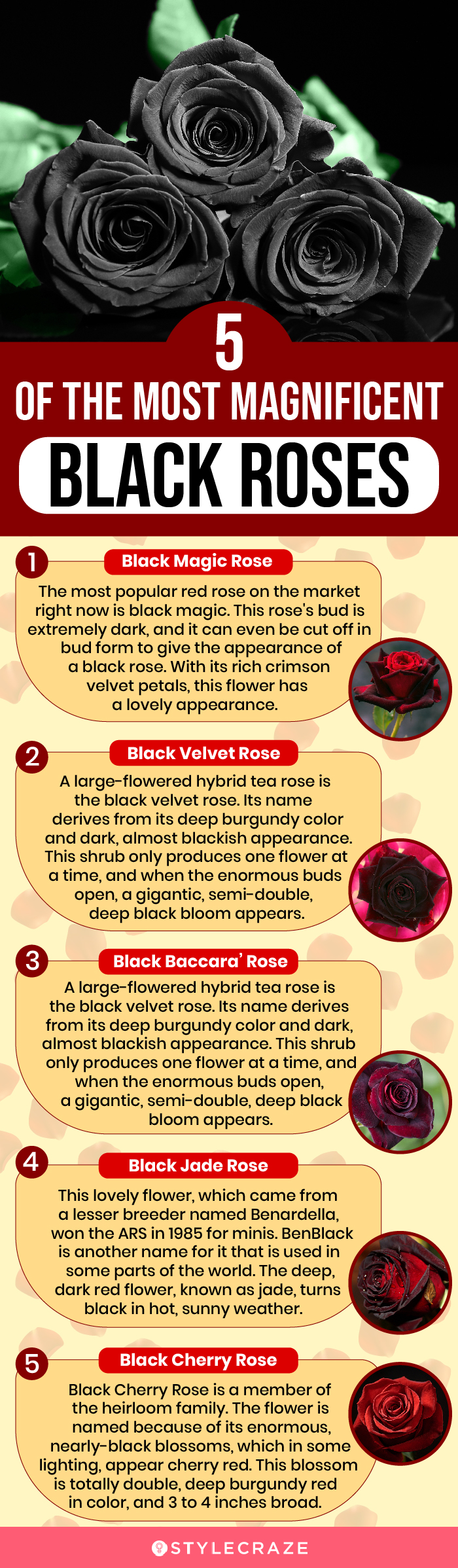 5 of the most magnificent black roses (infographic)