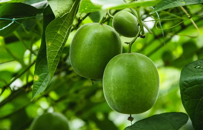 Green monk fruit vine