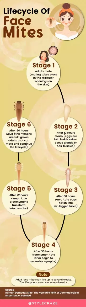 lifecycle of face mites (infographic)