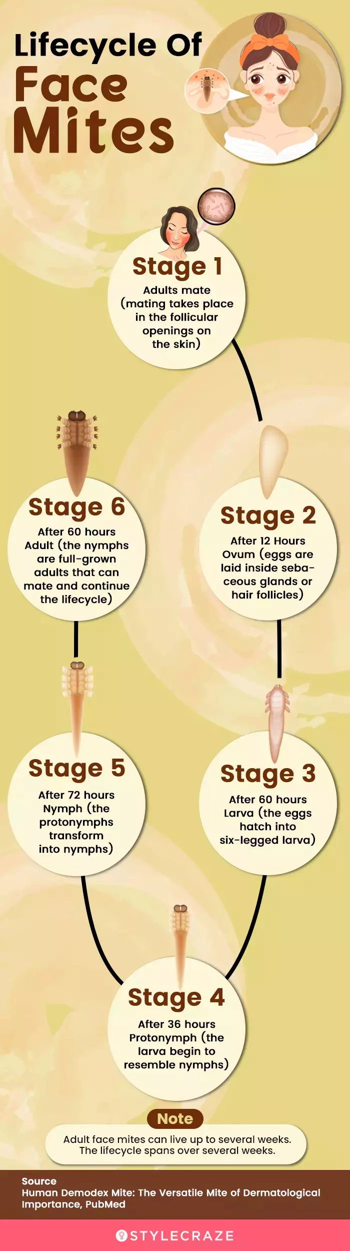 lifecycle of face mites (infographic)