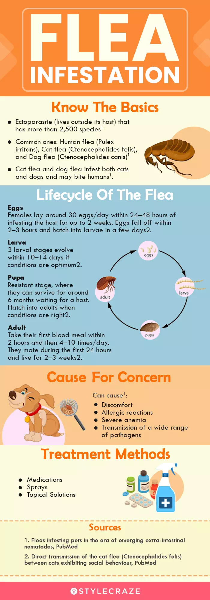 fleas in human hair (infographic)