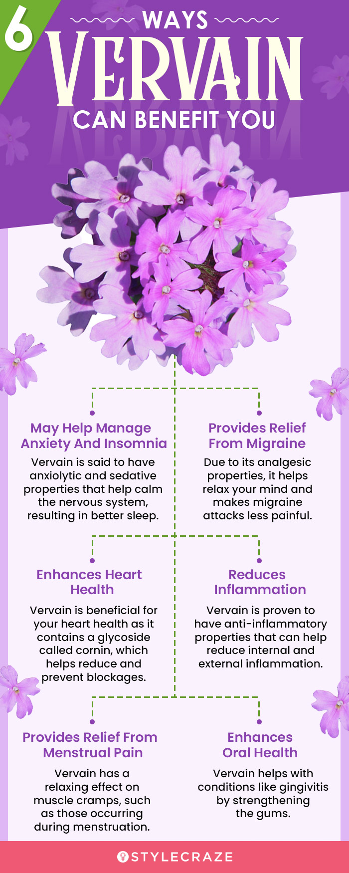 most amazing benefits of vervain (infographic)