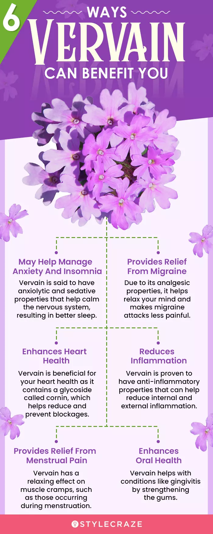 most amazing benefits of vervain (infographic)