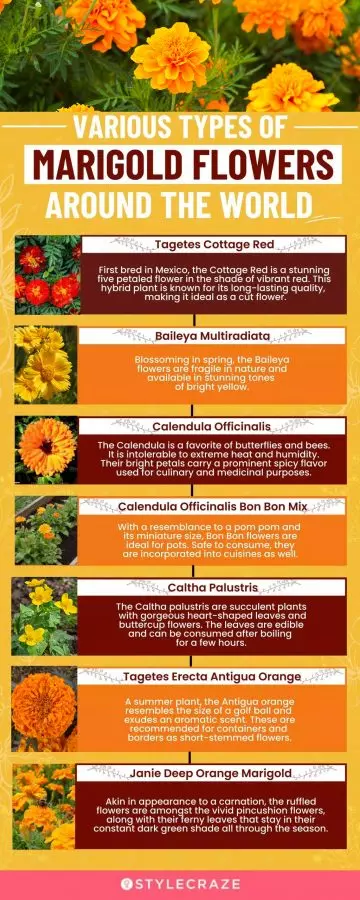 various types of marigold flowers (infographic)