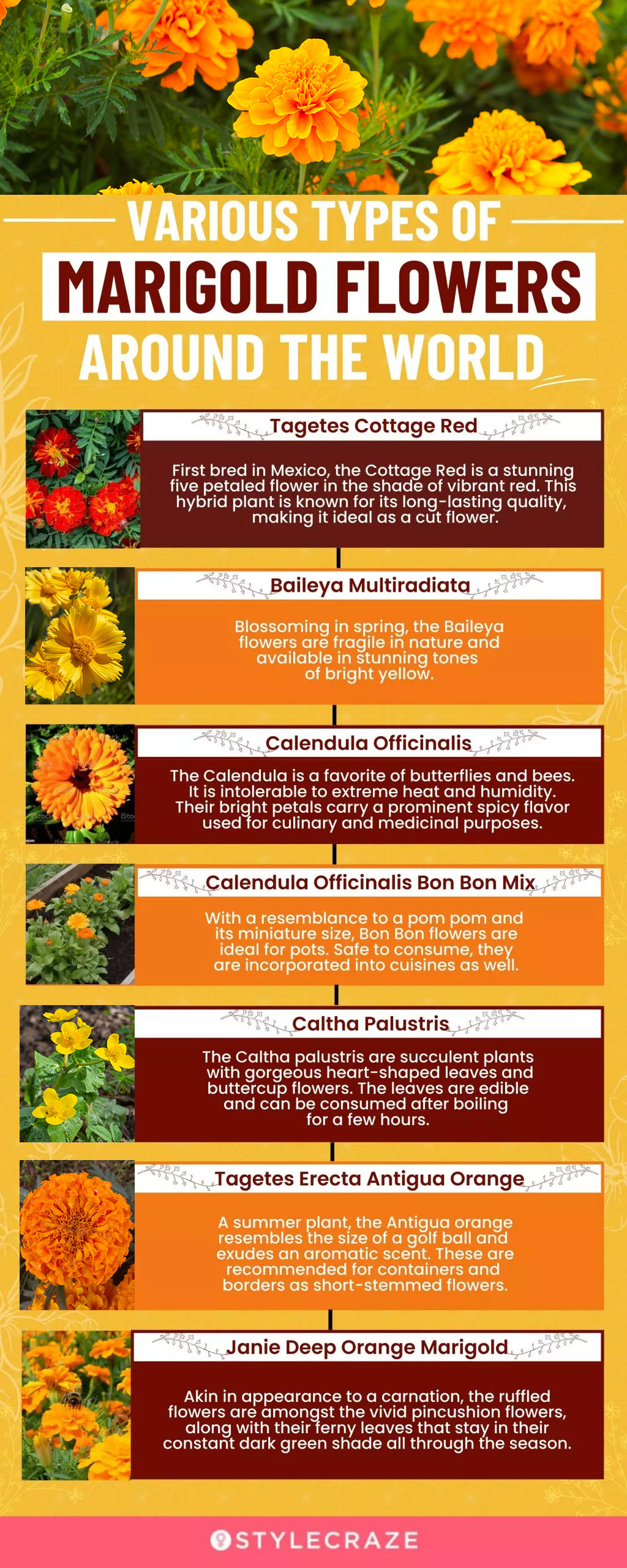 Various Types Of Marigold Flowers Around The World 1 