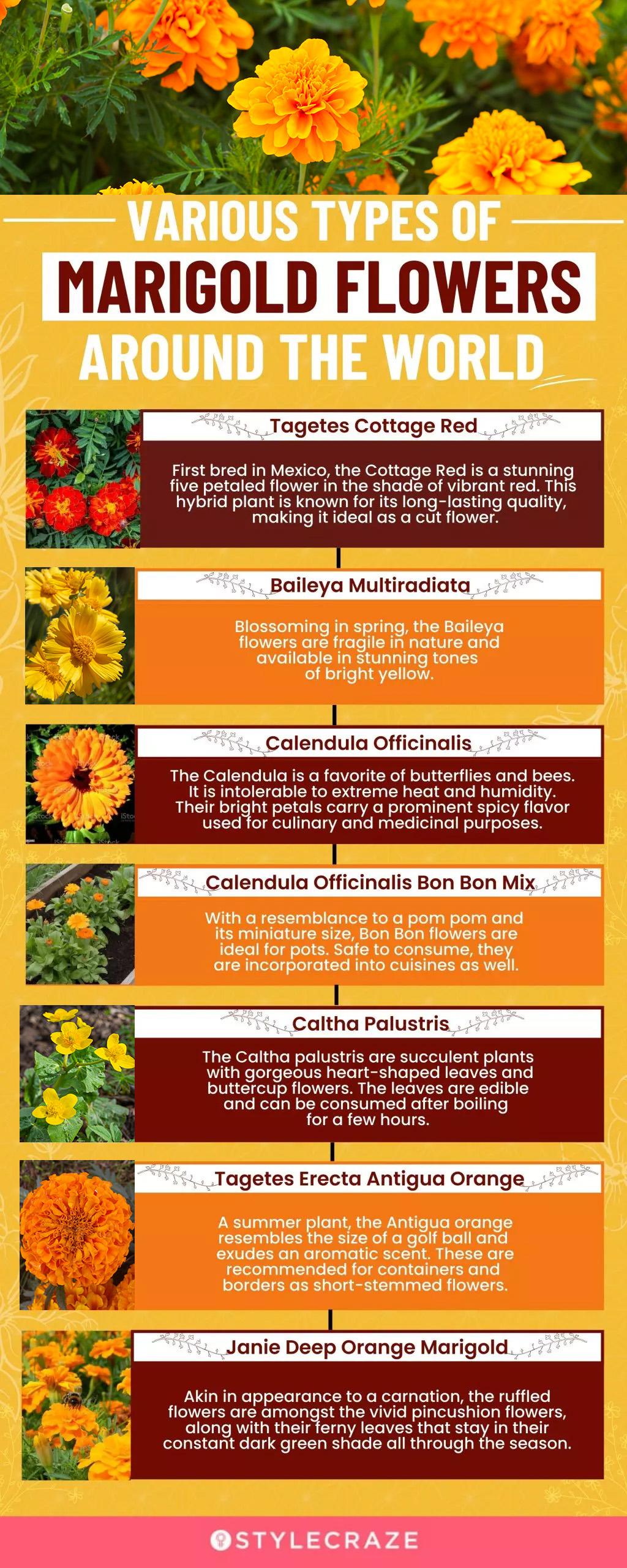25 Types Of Marigold Flowers Found Across The World All For One