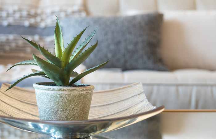 Plant-Aloe-Vera-In-Your-Bedroom