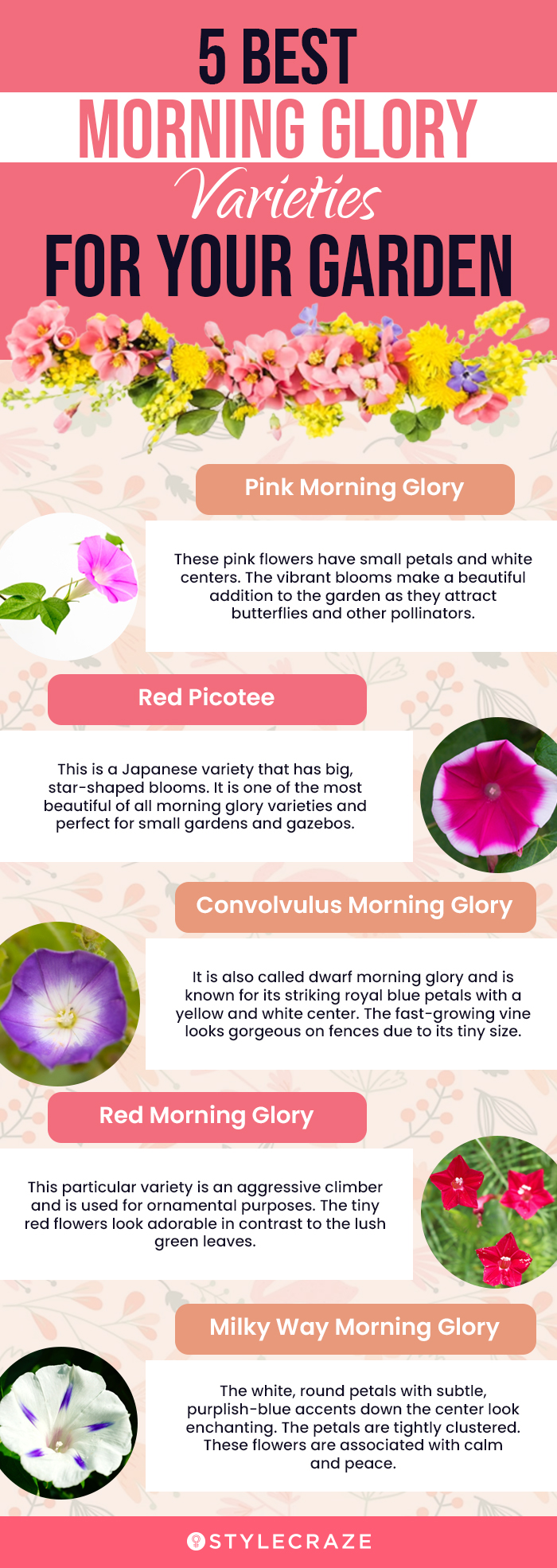 5 best morning glory varieties for your garden (infographic)