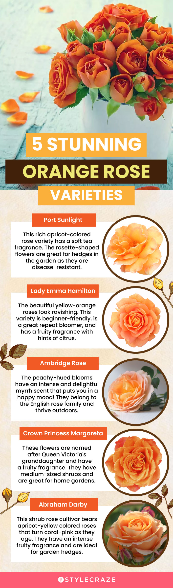 5 stunning orange rose varieties (infographic)