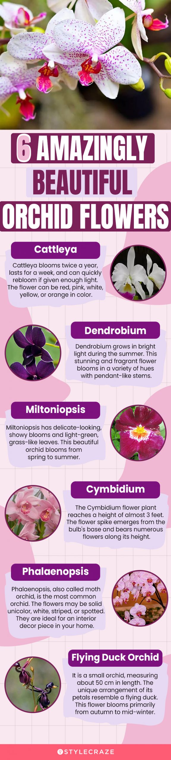 6 amazingly beautiful orchid flowers(infographic)