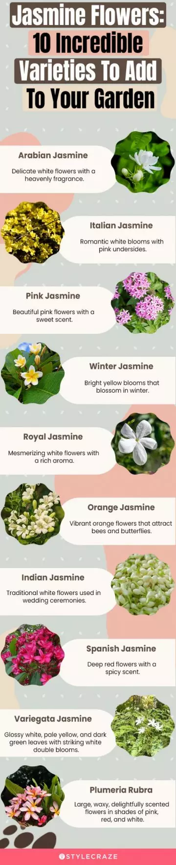 jasmine flowers 10 incredible varieties to add to your garden (infographic)
