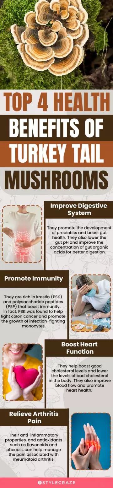 top 4 health benefits of turkey tail mushrooms (infographic)