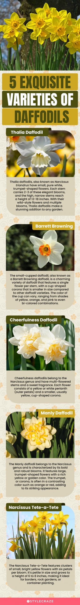 5 exquisite varieties of daffodils (infographic)