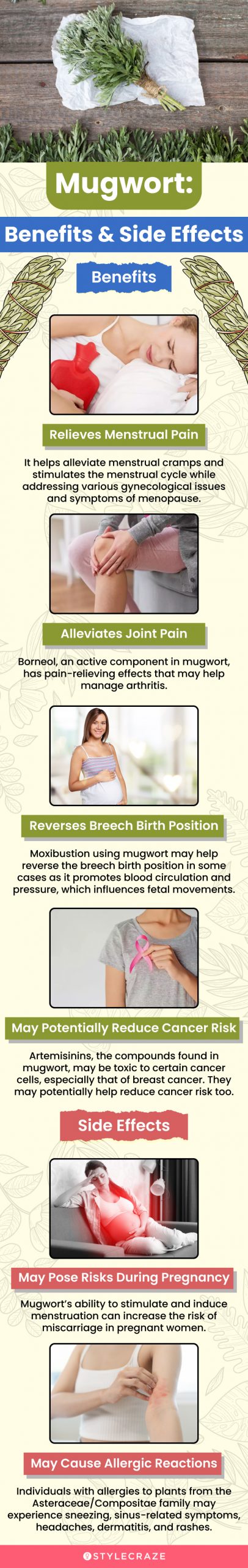 mugwort benefits & side effects (infographic)