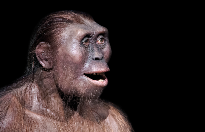 How Evolution Has Shaped Our Face