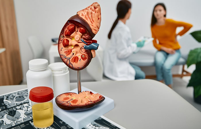 Model of a human kidney in a doctor’s chamber