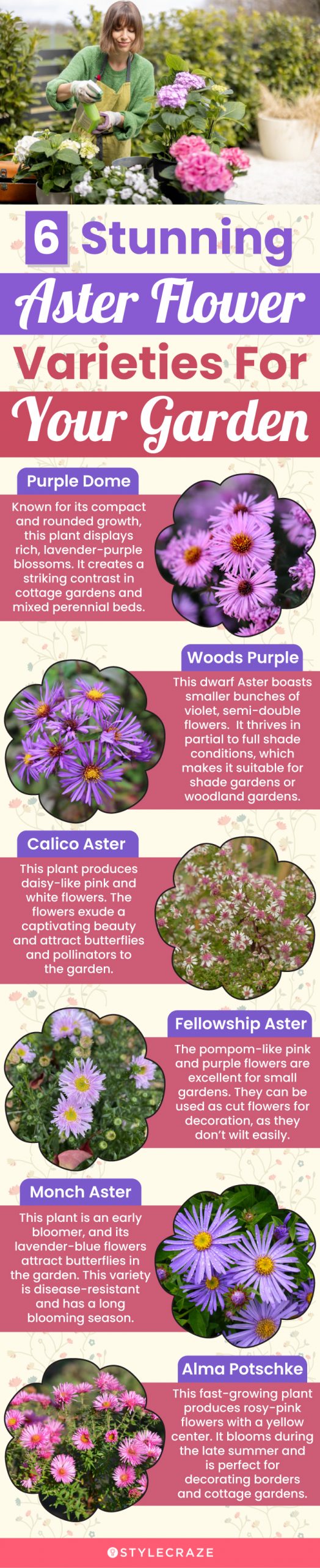 6 stunning aster flower varieties for your garden (infographic)