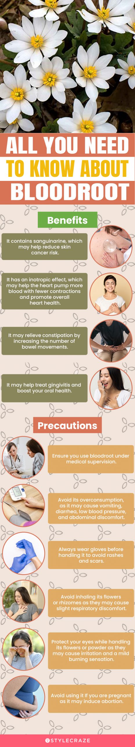 all you need to know about bloodroot (infographic)