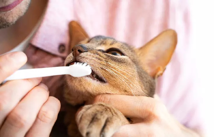 Pet Pampering