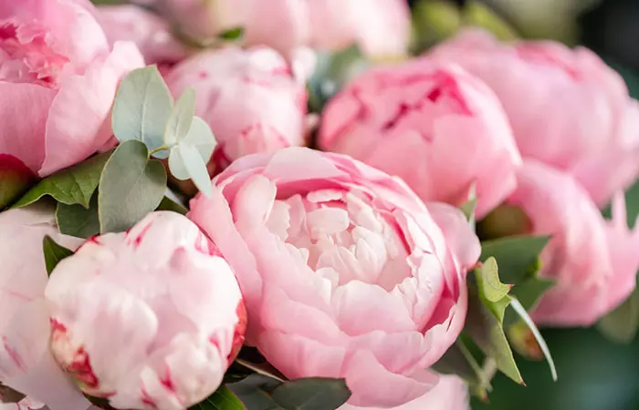 Peony