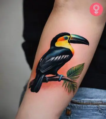 Toucan tattoo on a woman’s arm