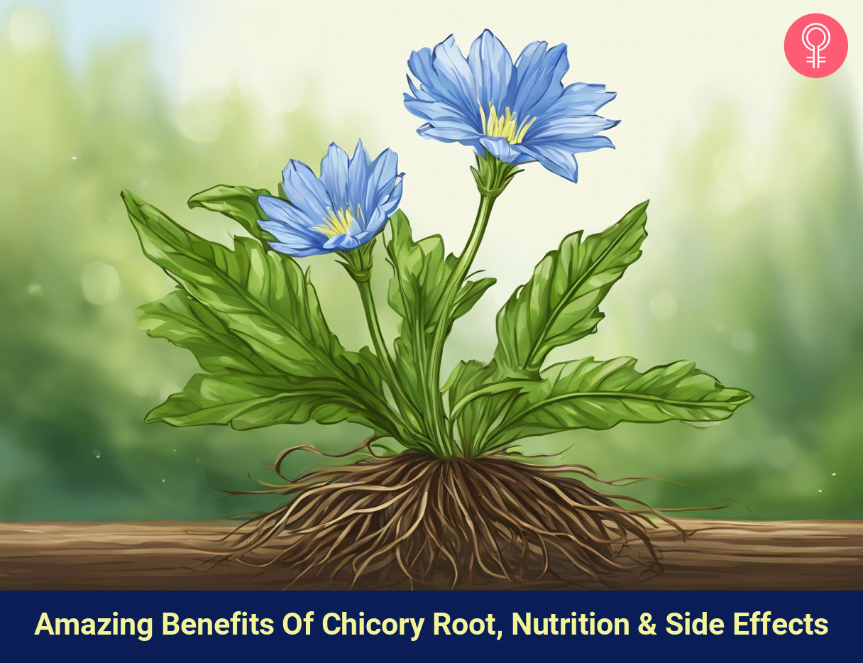 health benefits of chicory roots