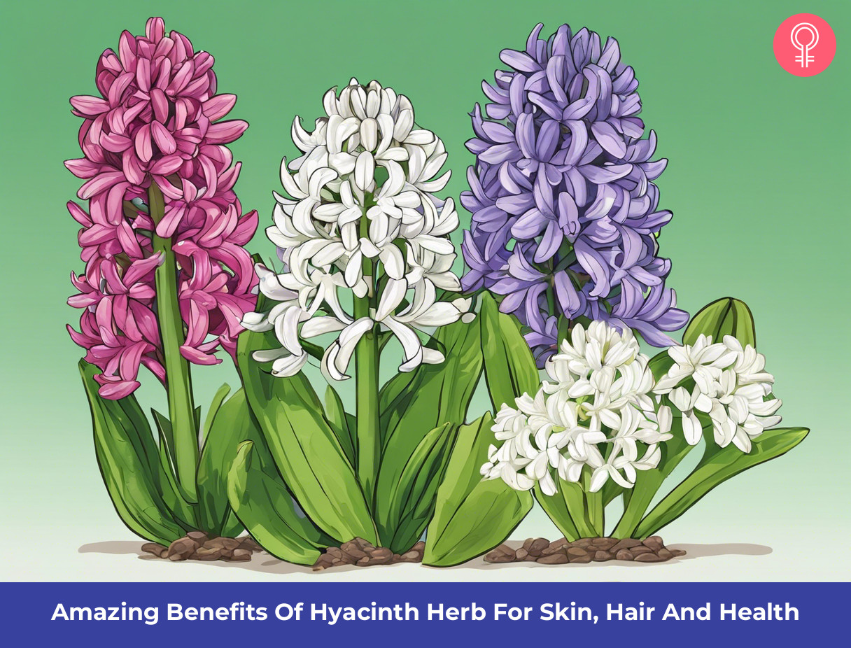 hyacinth herb benefits_illustration