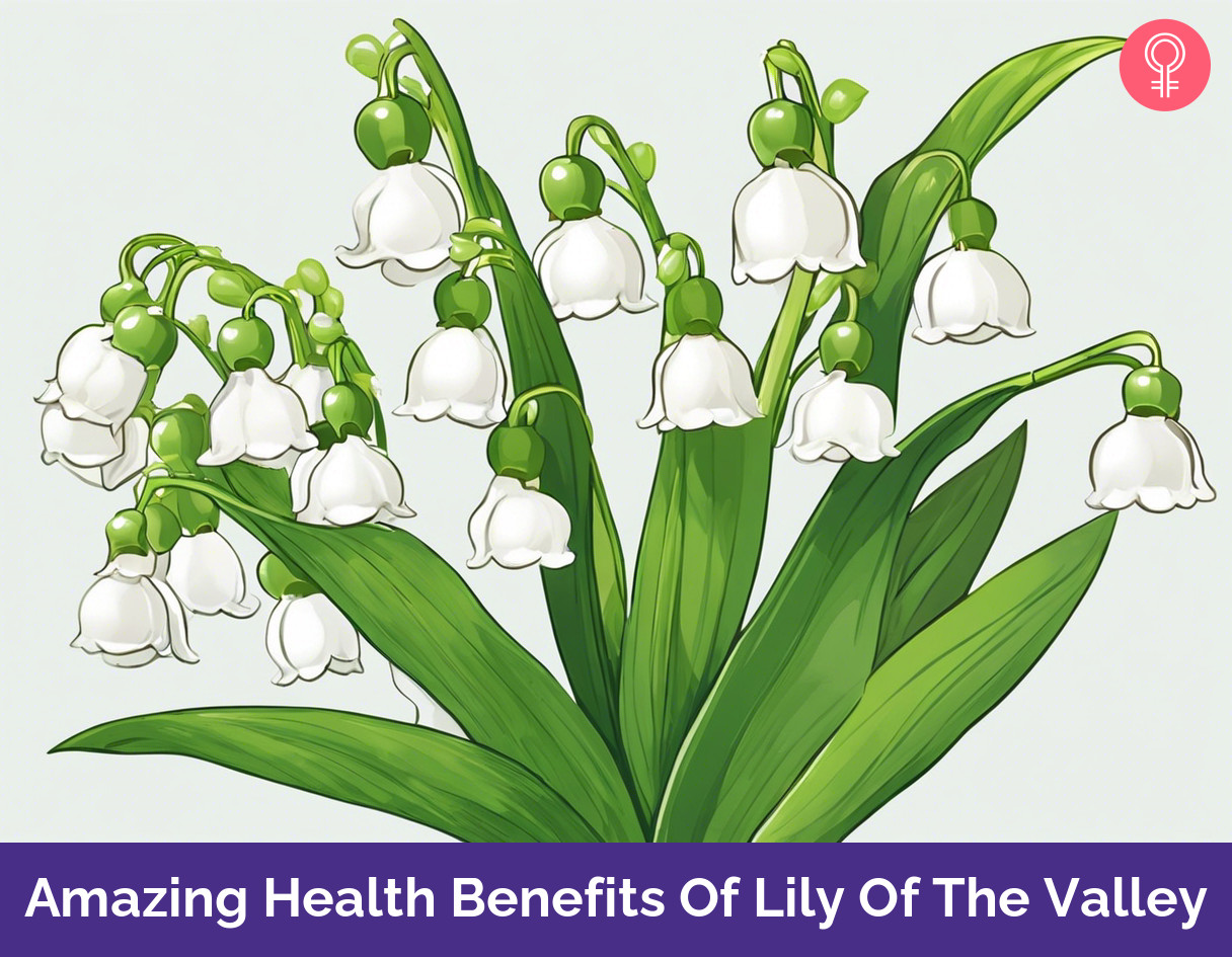 lily of the valley benefits_illustration