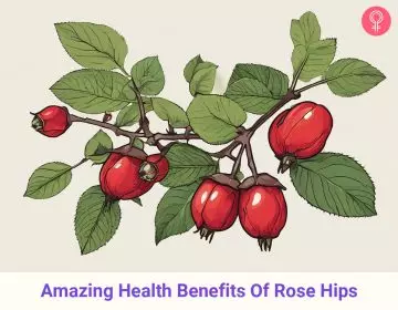 rosehips benefits_illustration