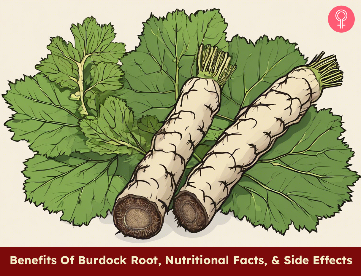 burdock root benefits