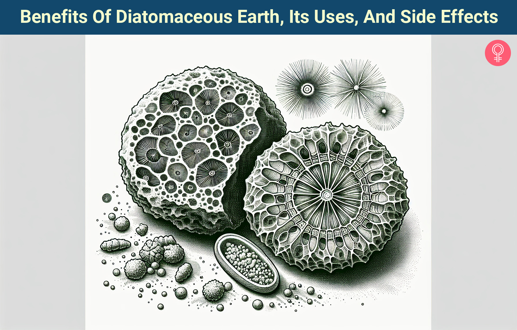 diatomaceous earth_illustration