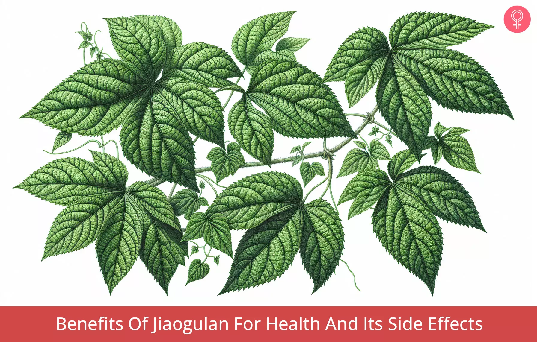 jiaogulan benefits