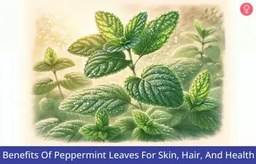 peppermint leaves_illustration