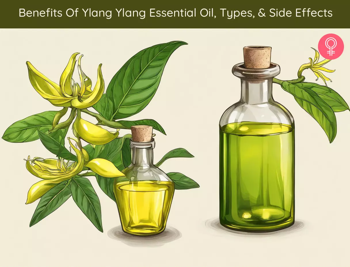 ylang ylang essential oil benefits_illustration