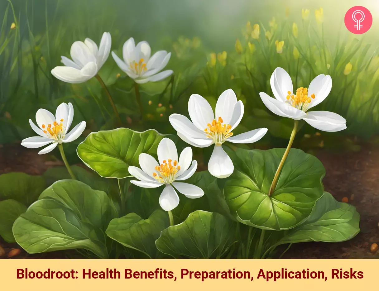 bloodroot benefits