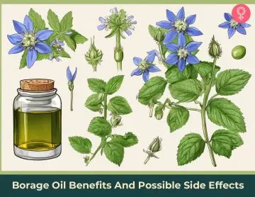 borage oil benefits_illustration