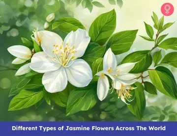 types of jasmine