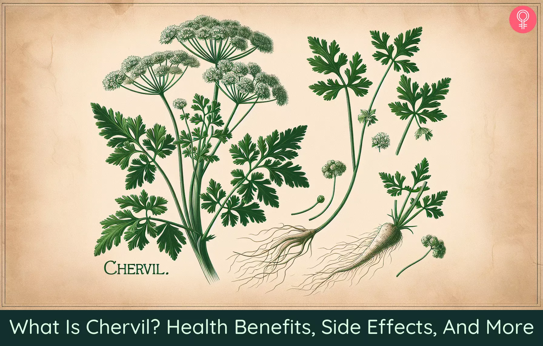 what is chervil_illustration