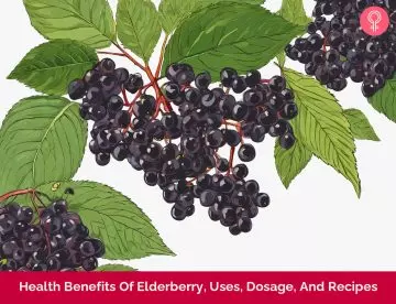 benefits of elderberry_illustration