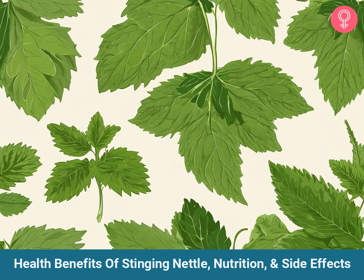 stinging nettle benefits