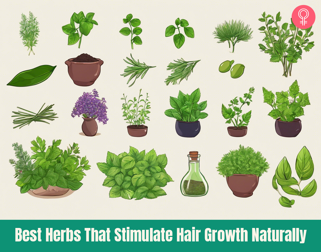 Herbs For Hair Growth_illustration
