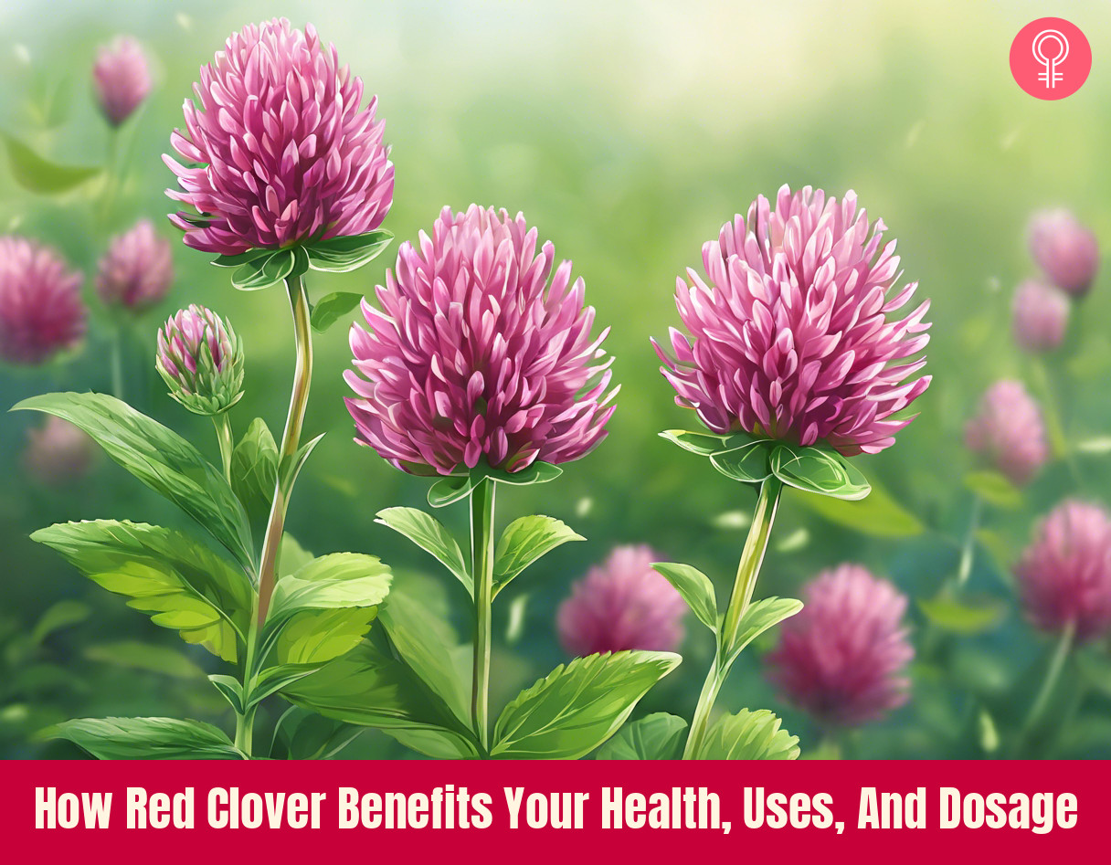 red clover benefit