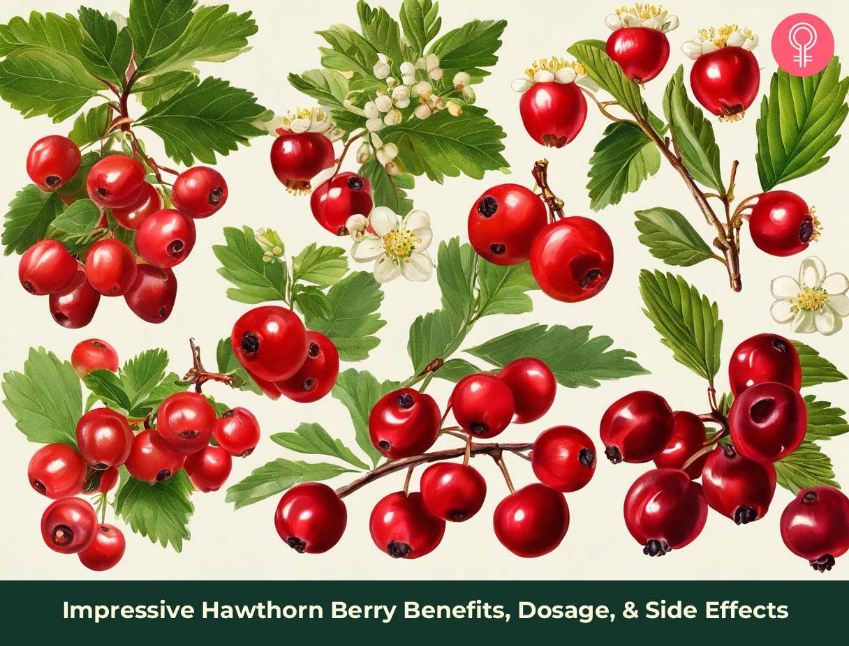 7 Impressive Hawthorn Berry Benefits, Dosage, & Side Effects