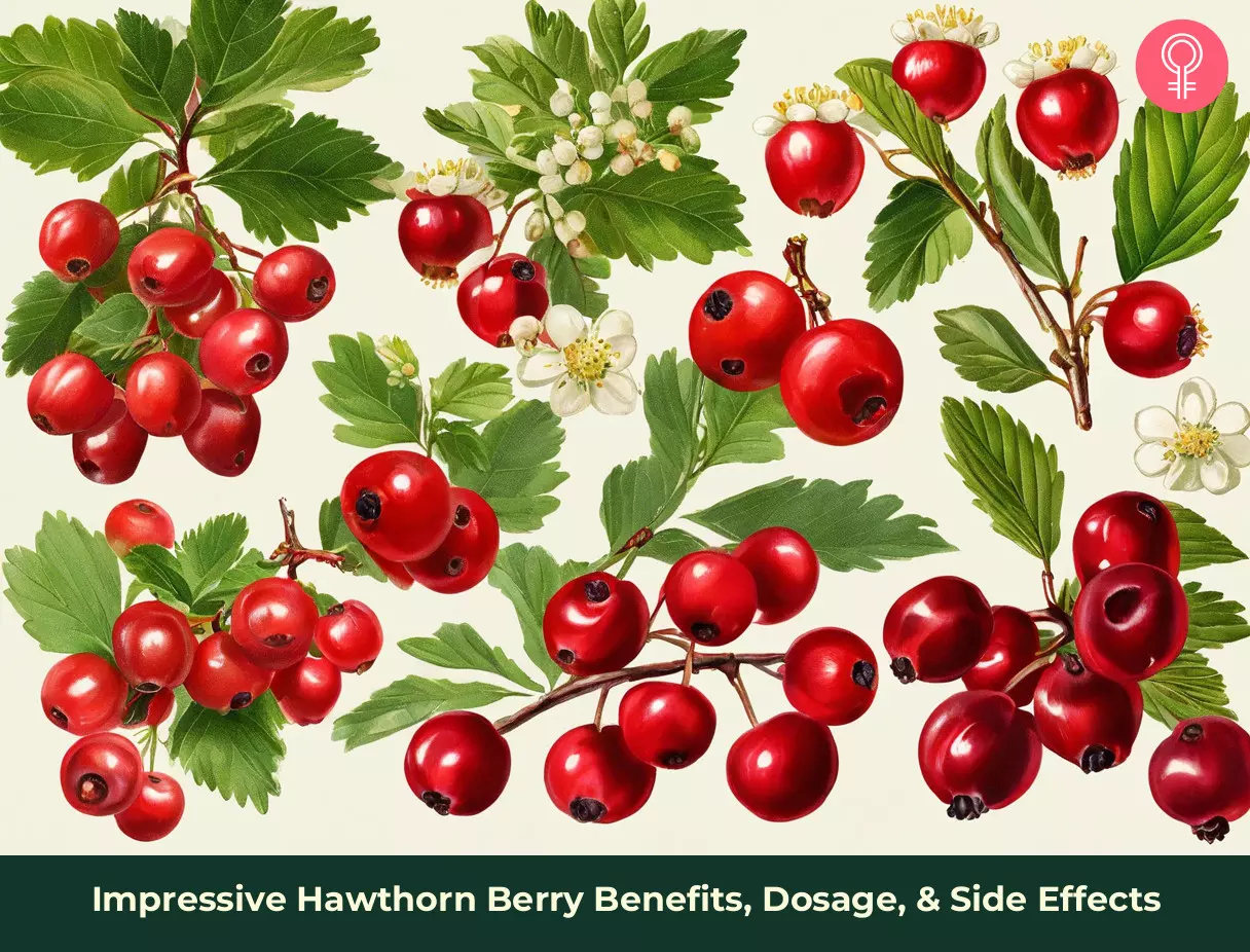 7 Impressive Hawthorn Berry Benefits  Dosage    Side Effects - 67