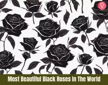 black roses_illustration