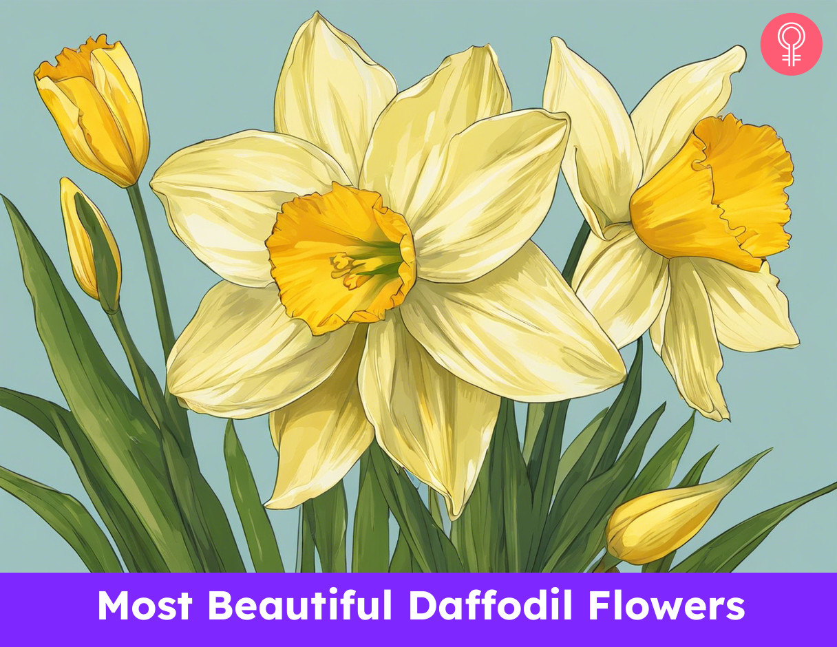 Beautiful Daffodil Flowers
